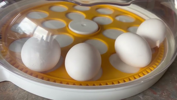 choosing an incubator for beginners